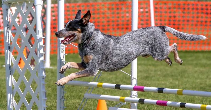 Agility Mastery