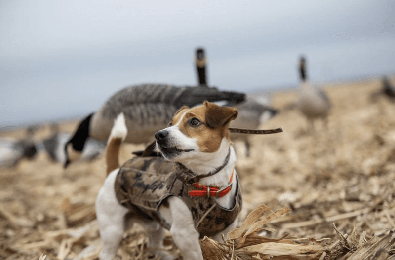 Rocky, the Fearless Terrier