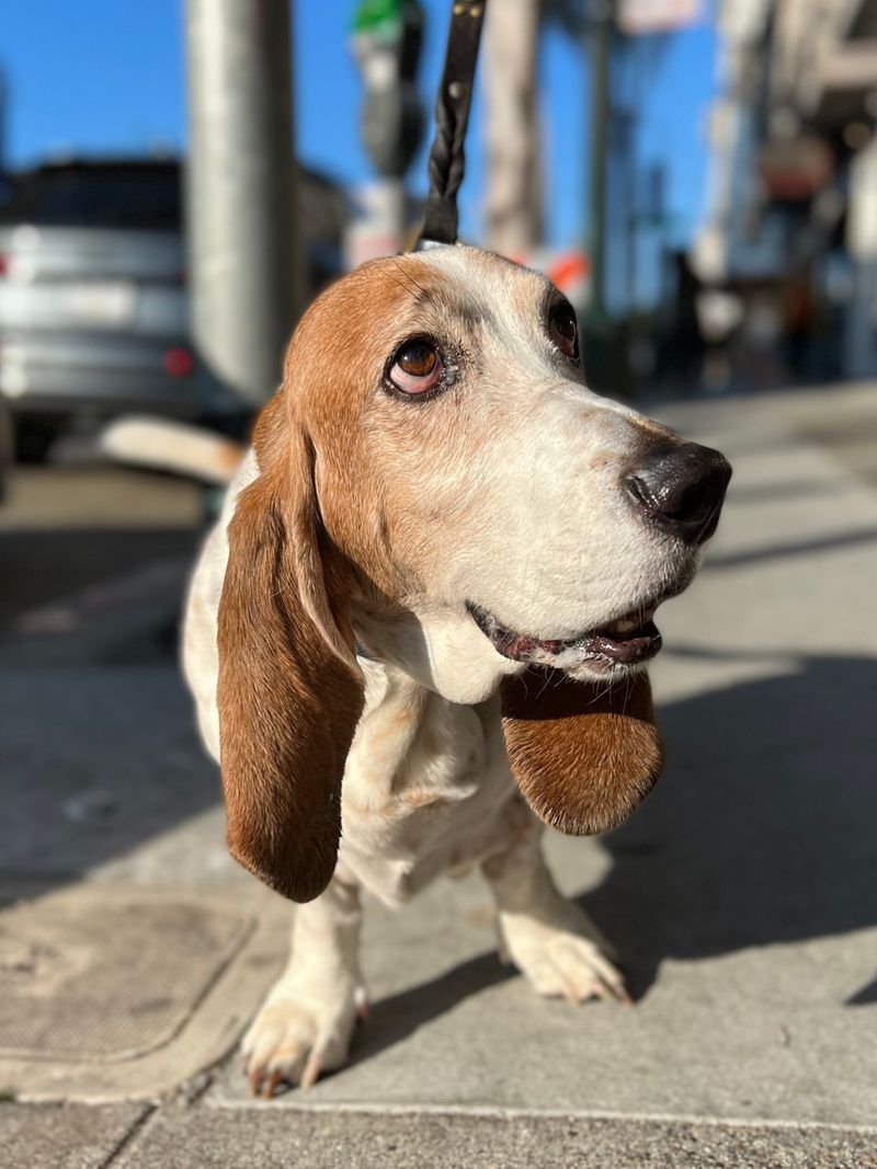 Toby the Tender-hearted