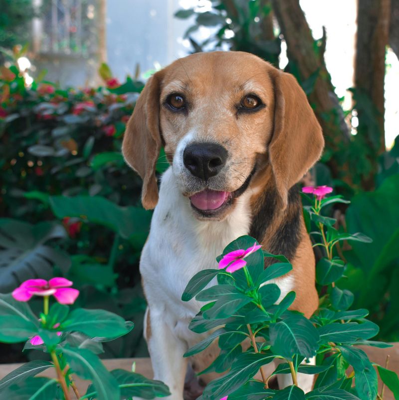 Max, the Garden Guardian