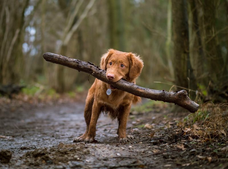 Bringing You Sticks