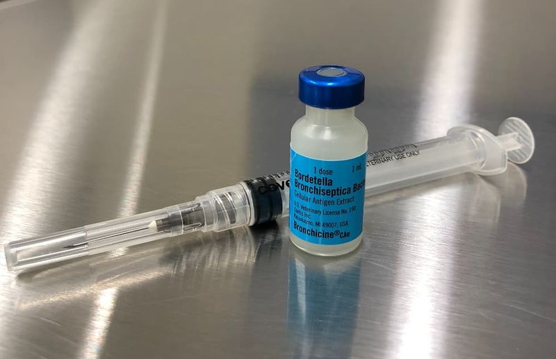 Bordetella Bronchiseptica Vaccine