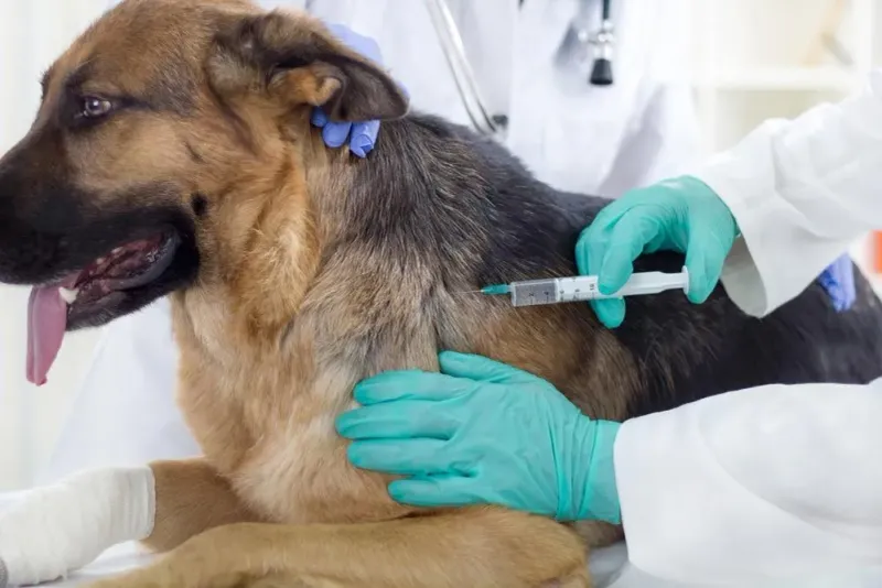 Vaccinations and Preventatives