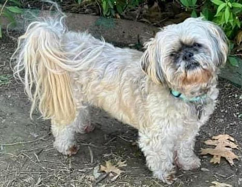 Shih Tzu