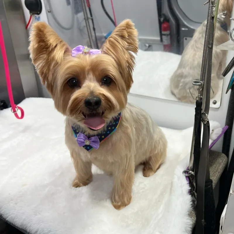 Yorkshire Terrier