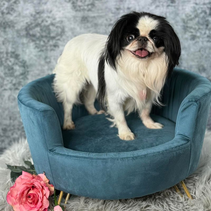 Japanese Chin