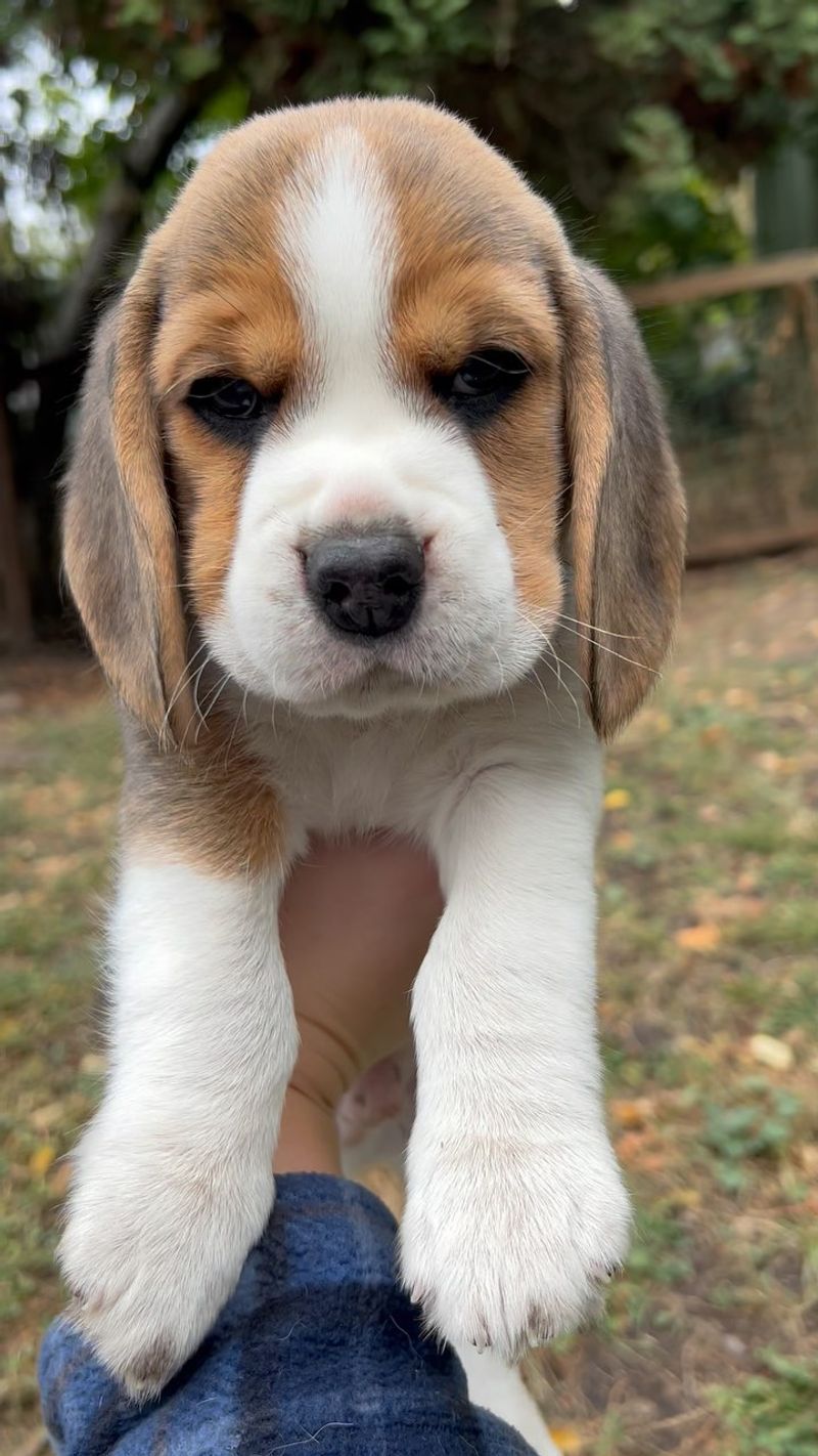 Beagle