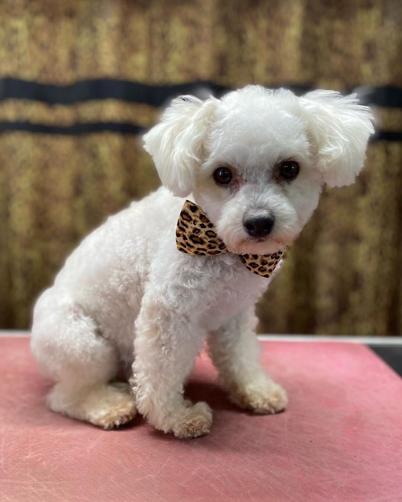 Bichon Frise