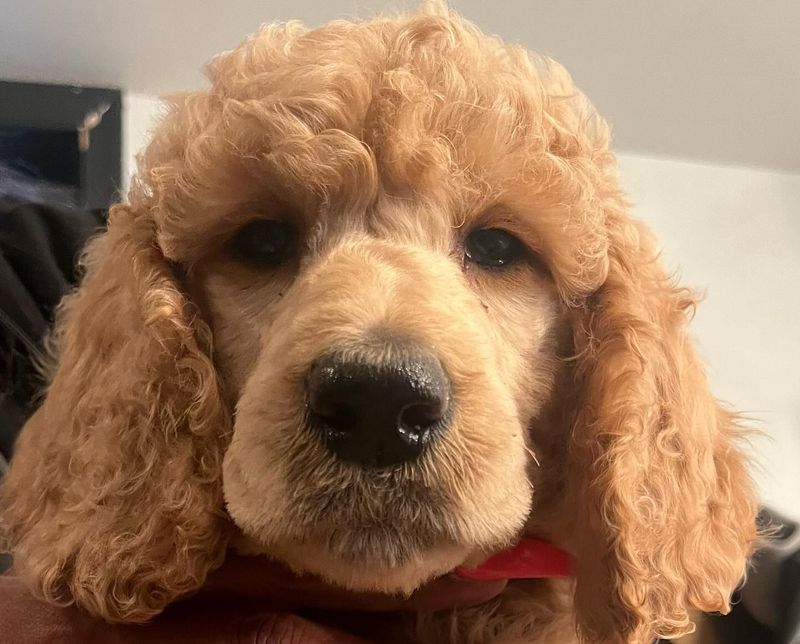 Poodle