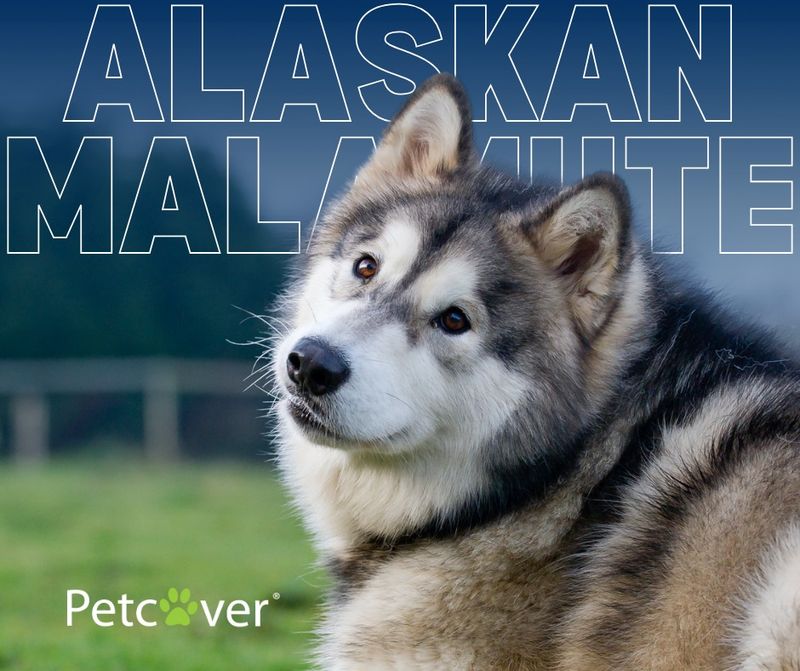 Alaskan Malamute