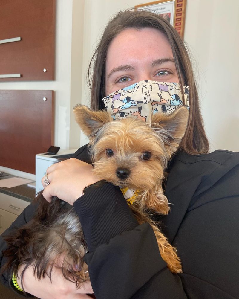 Yorkshire Terrier