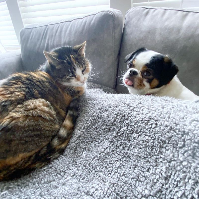 Japanese Chin