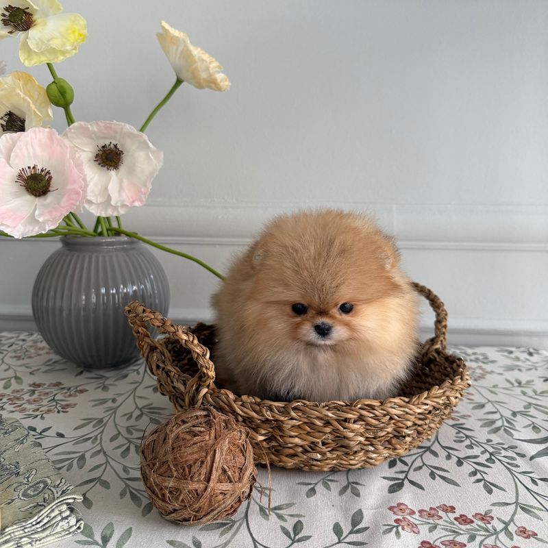 Pomeranian