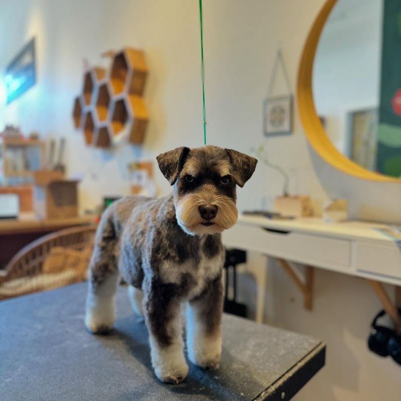 Miniature Schnauzer