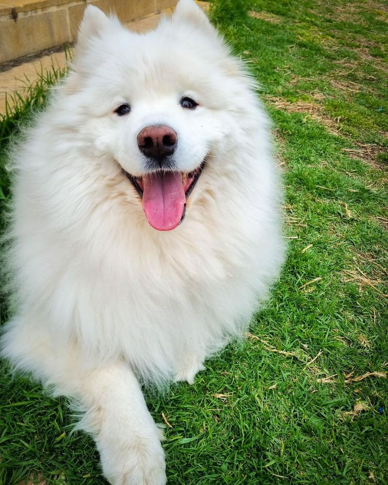 Samoyed