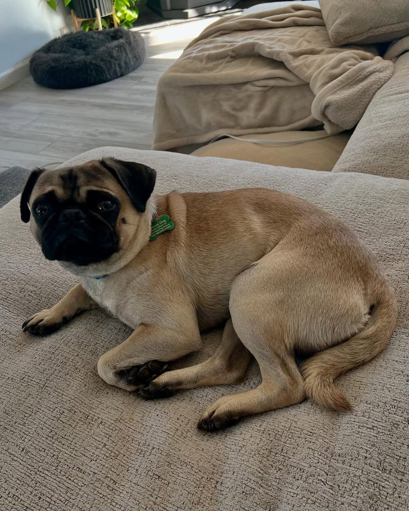 Pug