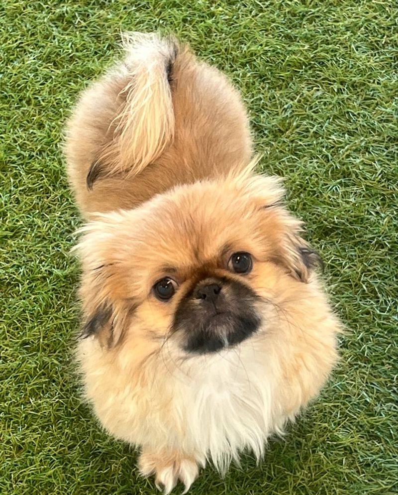 Pekingese