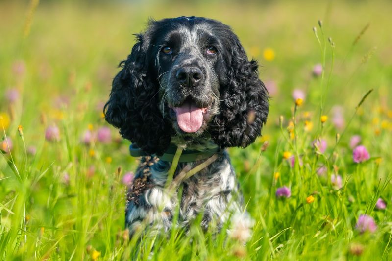 Cocker Spaniel