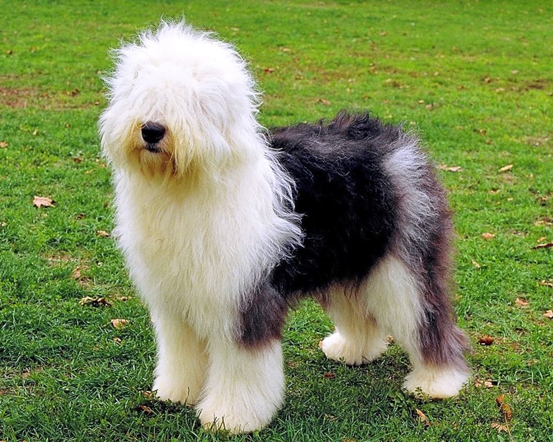 Old English Sheepdog