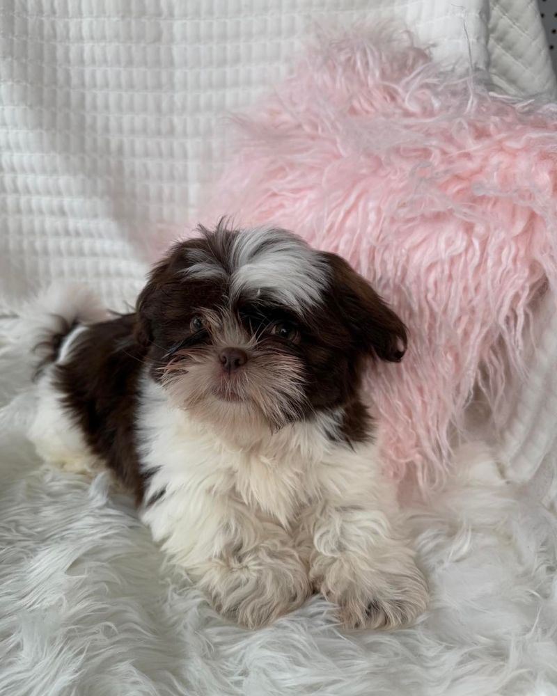 Shih Tzu
