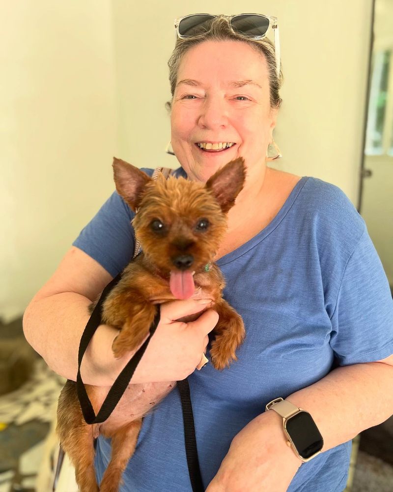 Yorkshire Terrier