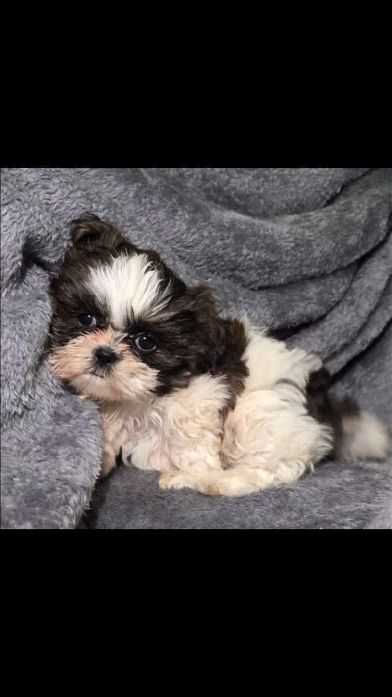 Shih Tzu