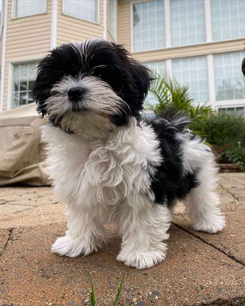 Havanese