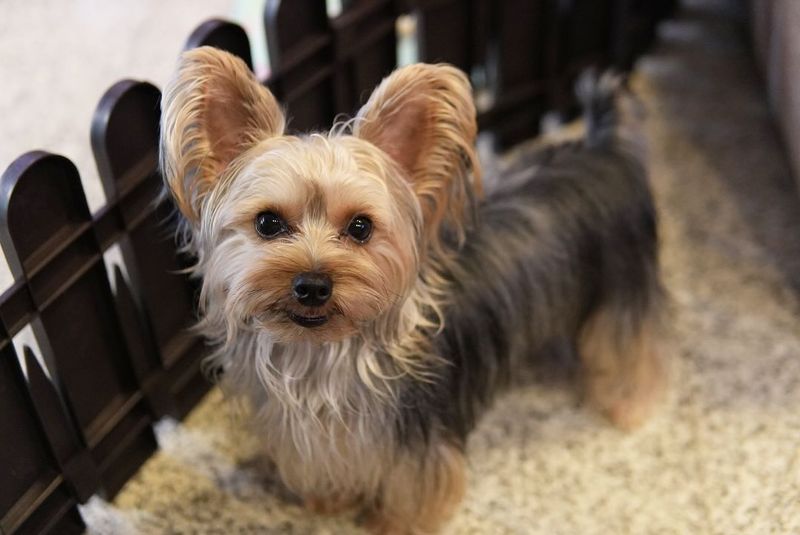 Yorkshire Terrier