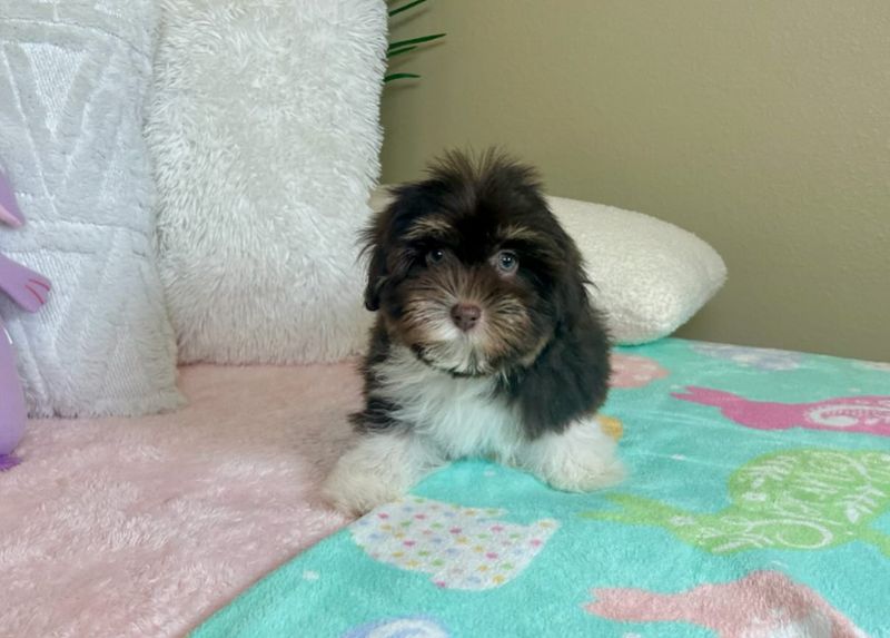 Havanese