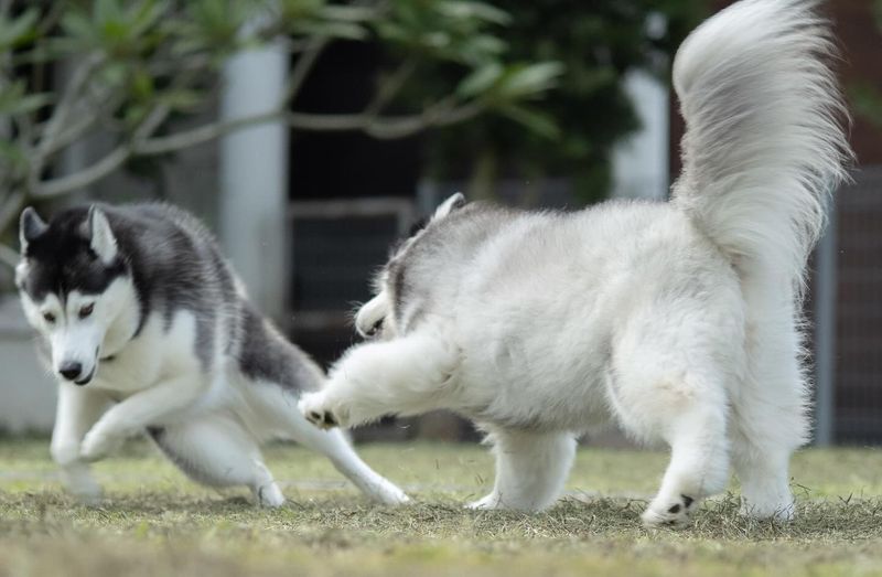 Siberian Husky