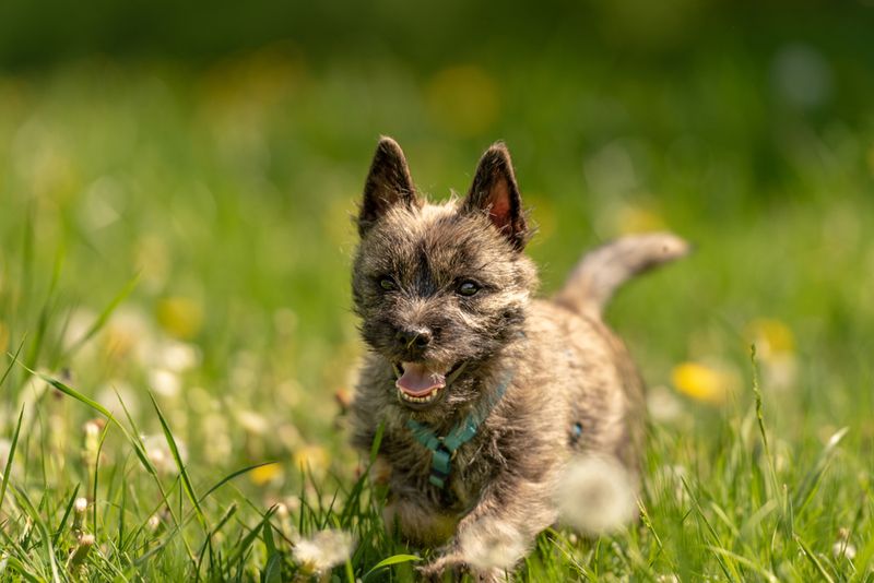 Scottish Terrier