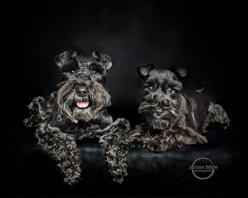 Miniature Schnauzer