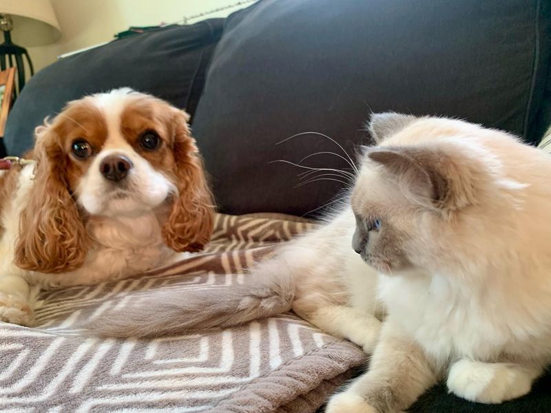 Cavalier King Charles Spaniel