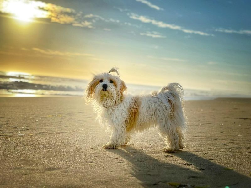 Havanese