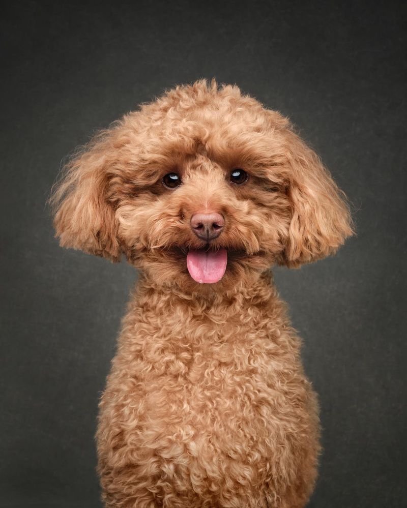 Toy Poodle