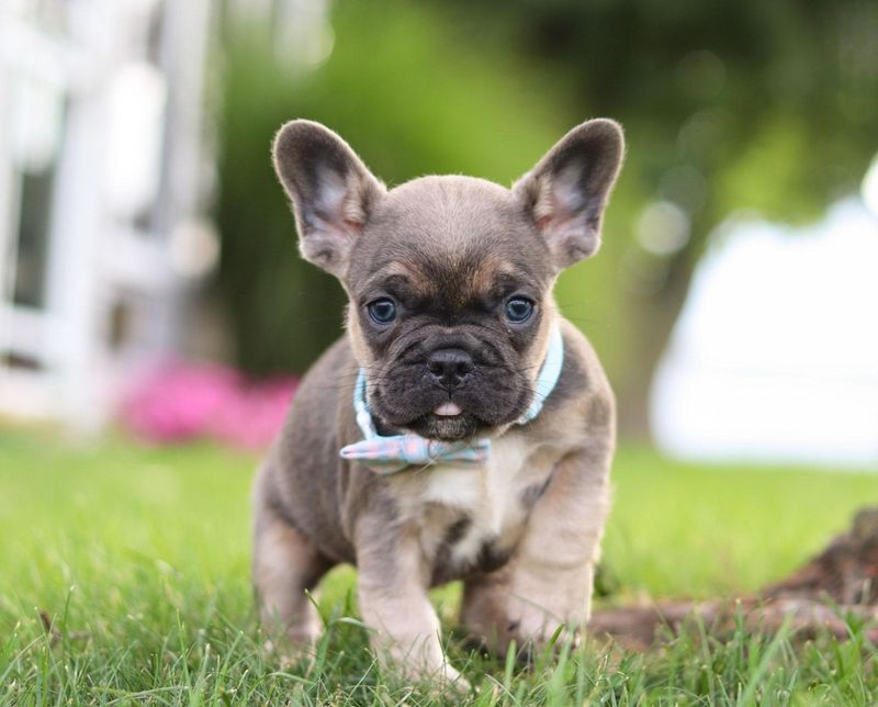 French Bulldog