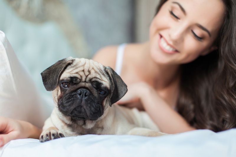 Pug