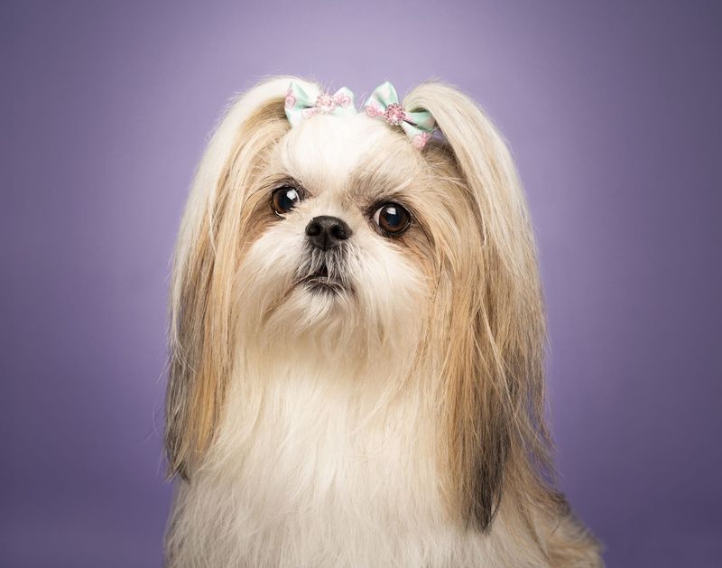 Shih Tzu