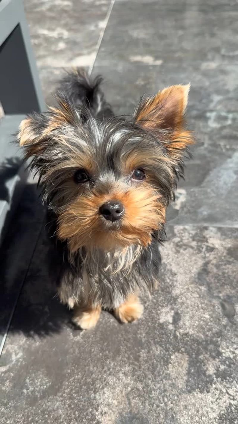 Yorkshire Terrier