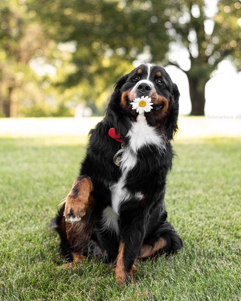 Bernese Mountain Dog