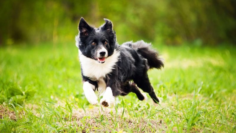 Border Collie