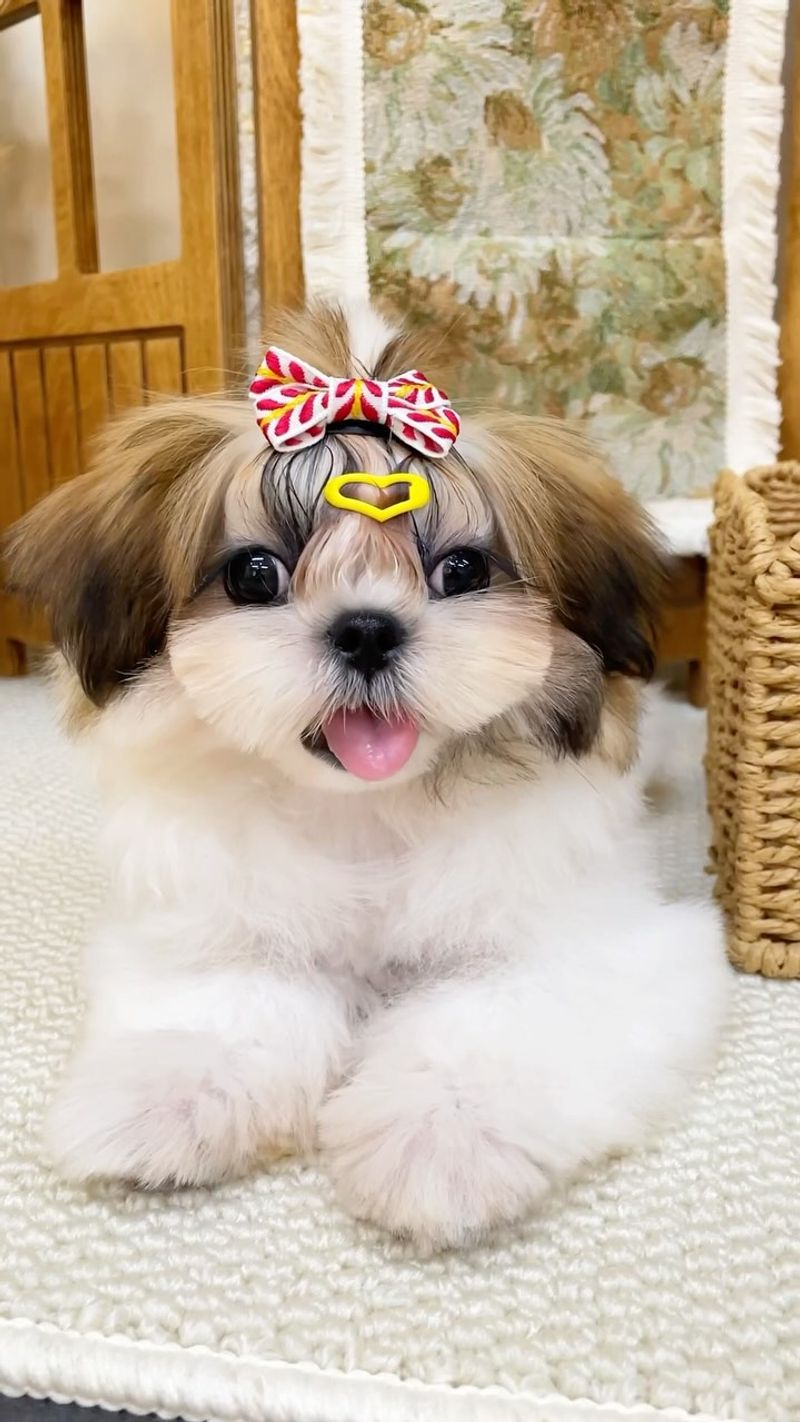 Shih Tzu