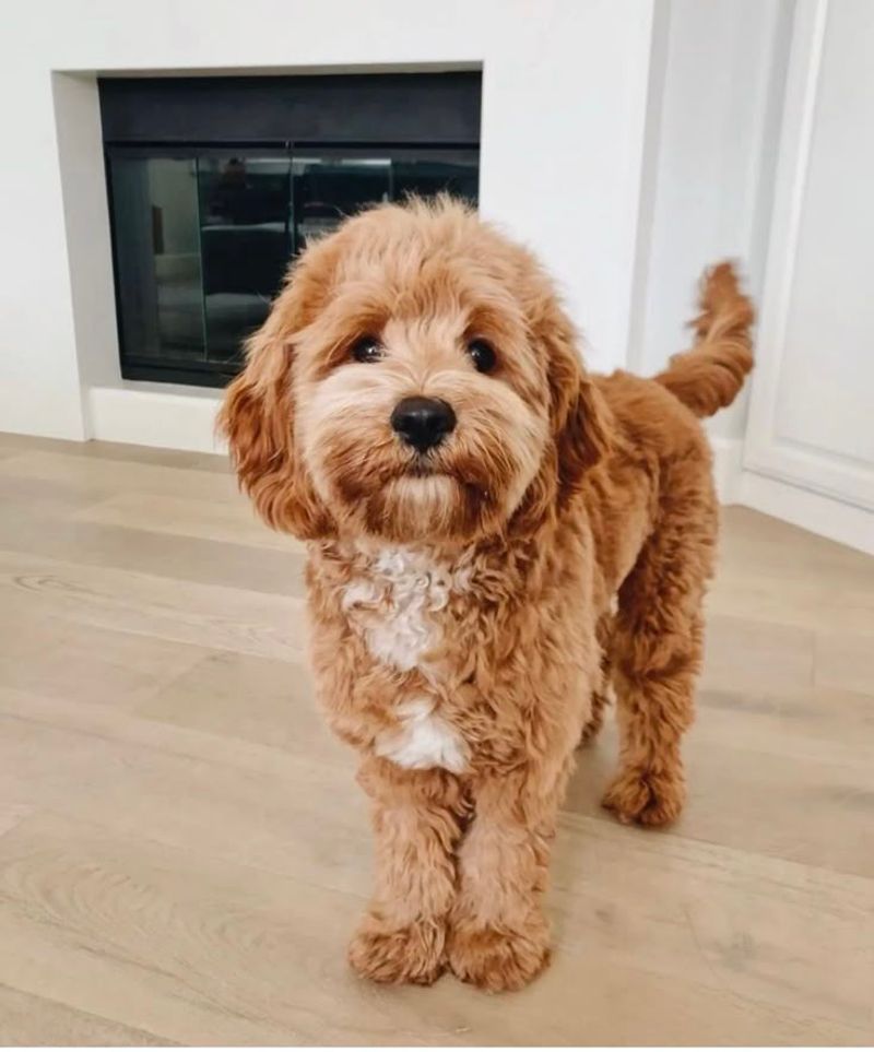 Cavapoo