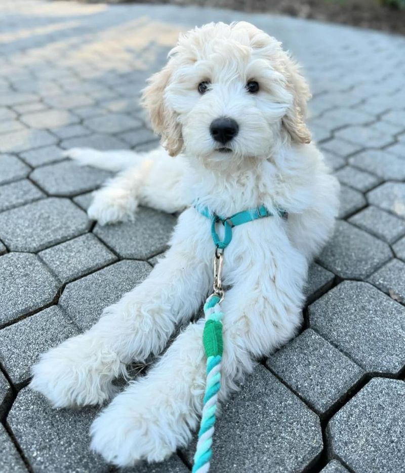 Goldendoodle