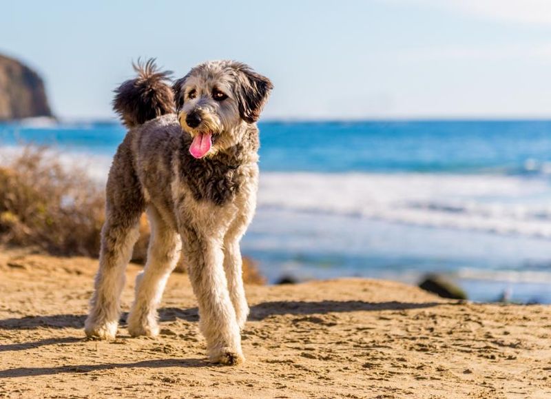 Aussiedoodle