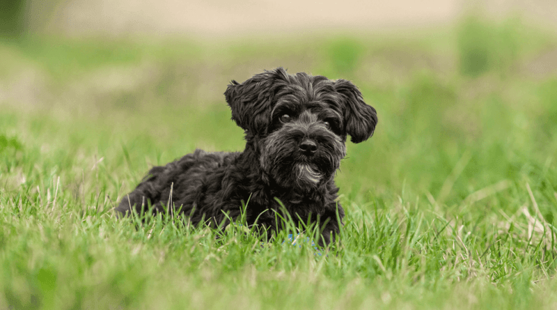 Yorkipoo