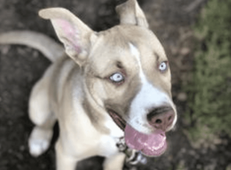 Pitsky