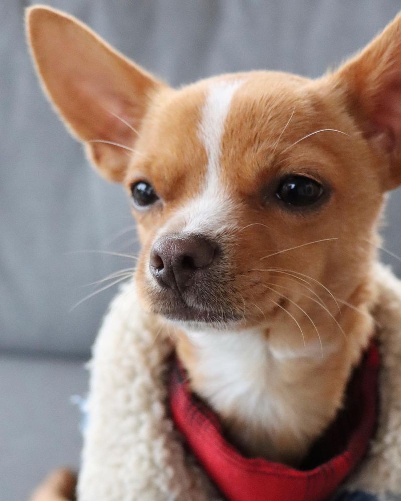 Chihuahua