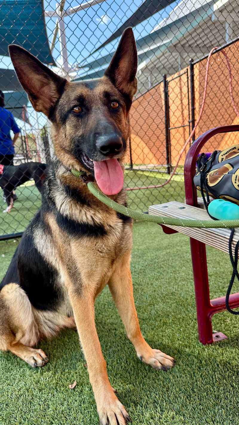German Shepherd