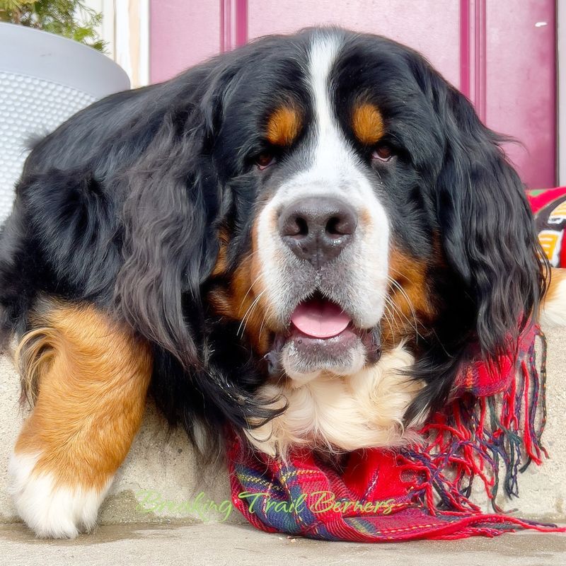Bernese Mountain Dog